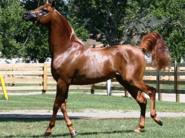 Лошадь Арабская (Кохейлан)