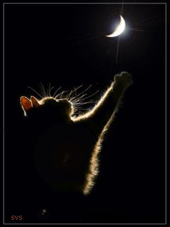 Котенок-красиво