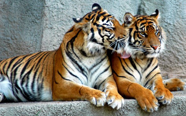 animal-tiger-188410