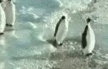 Пингвины