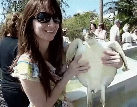 besitotortuga 00