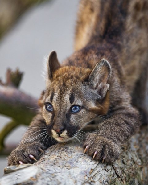 Puma