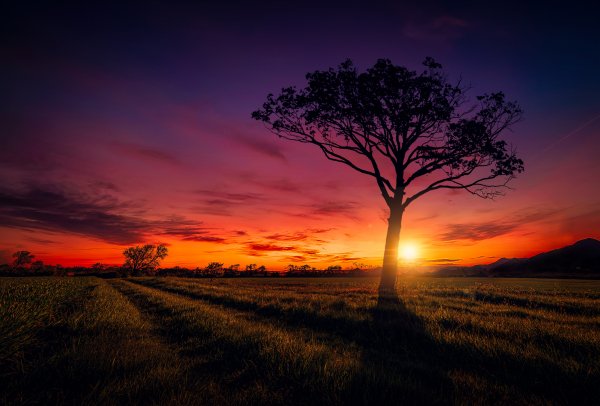 Nebo-pole-derevo-zakat