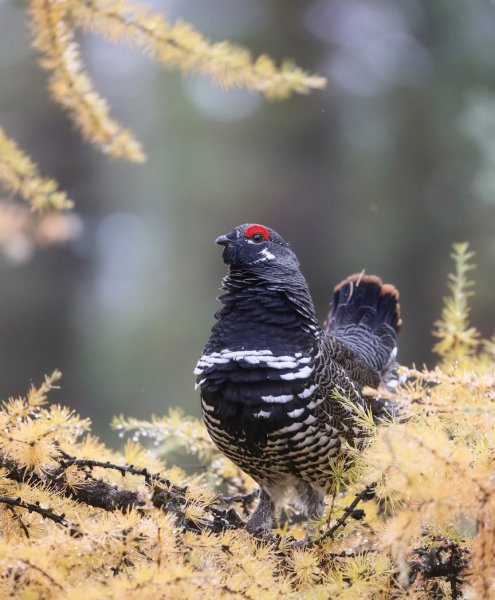 КАНАДСКАЯ ДИКУША