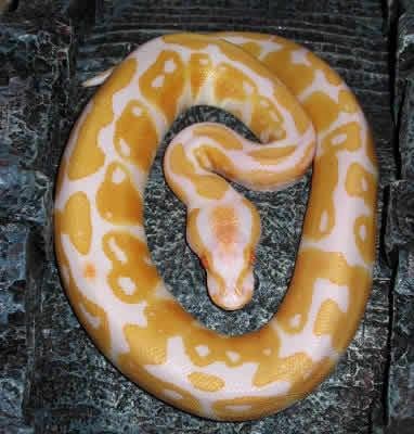 Super Python v2.5 ( E )