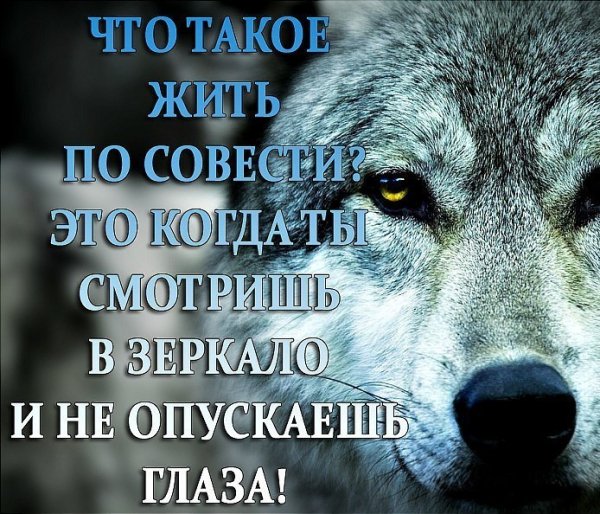 Волк