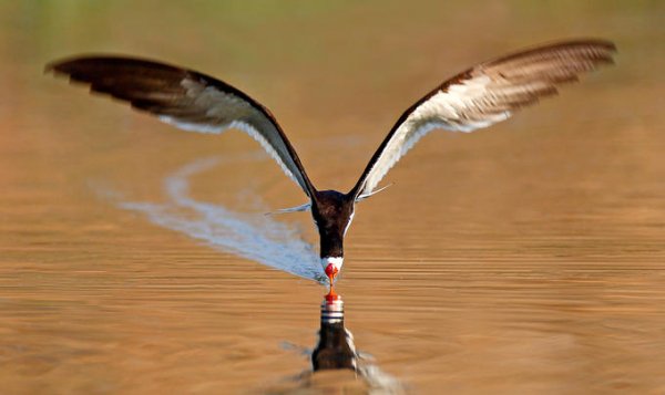 Водорез