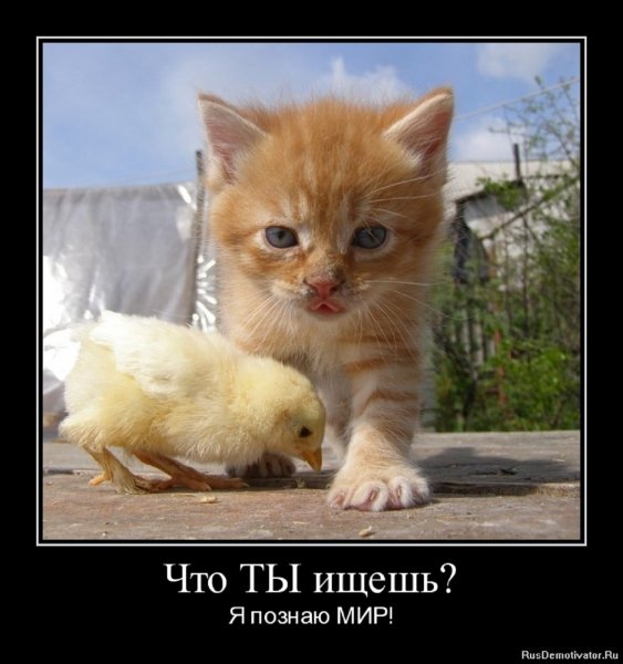 Я познаю мир
