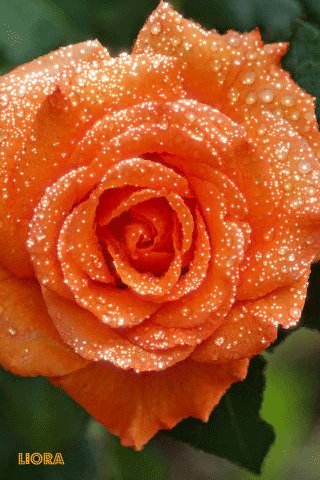 file_74856604