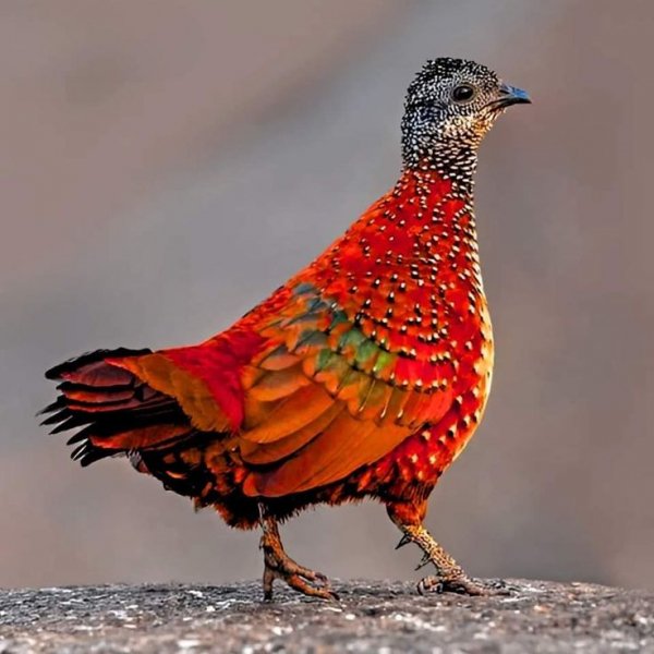 ddd6f9c50a540475da58402601b4