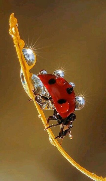 Ac9d2733861902d4ba715fb85d68992b