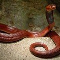 file_52705212