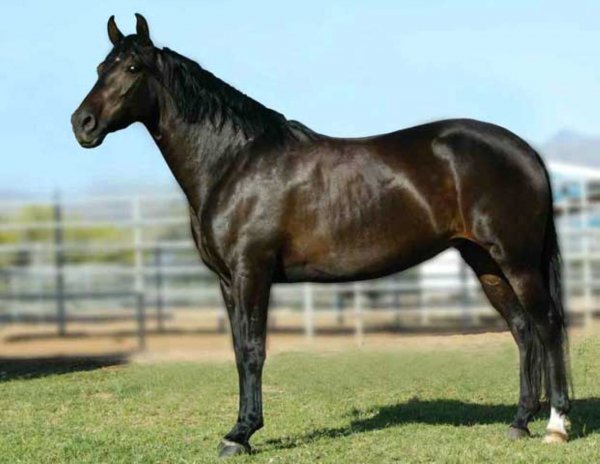 Лошадь Мангаларга маршадор