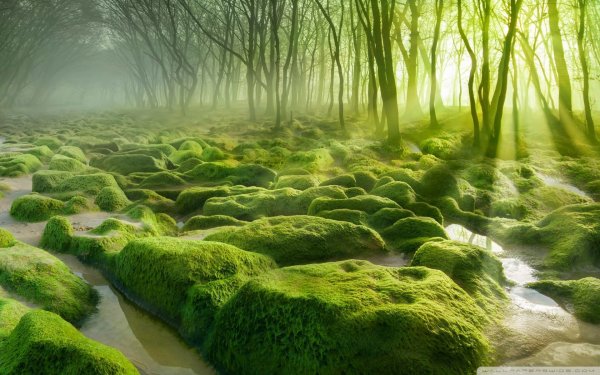 green forest 2-wallpaper-1920x1200
