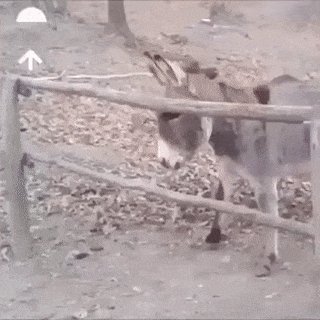 Ну так осёл же)