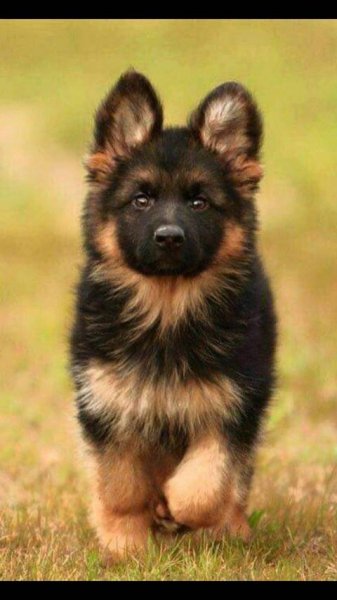 German shepherd -e45ed6fb-5a07-49e4-b606-01989f935cff