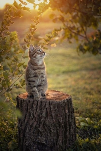 file_100902984