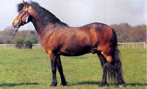 Эксмурская порода пони (2)