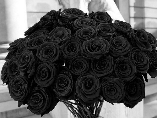 Rose (12)