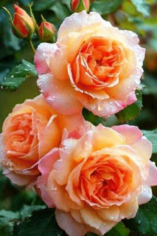 file_99943534