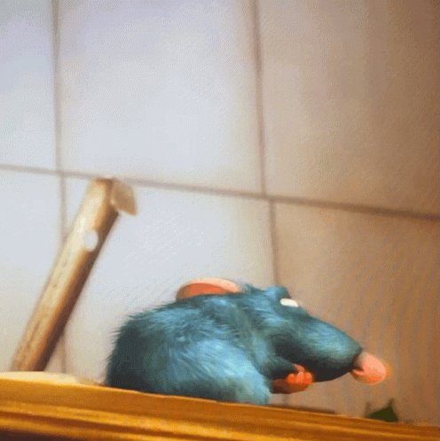 Rat