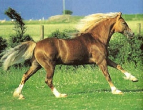 Уэльский коб (4)