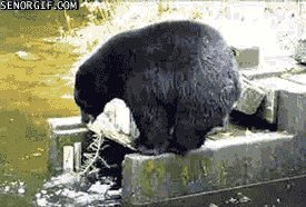 Медведь ловит рыбу