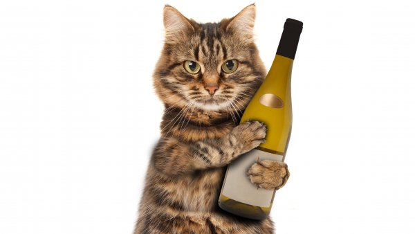 Industrie-vin-pour-chat