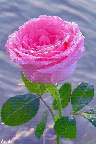 file_95247397