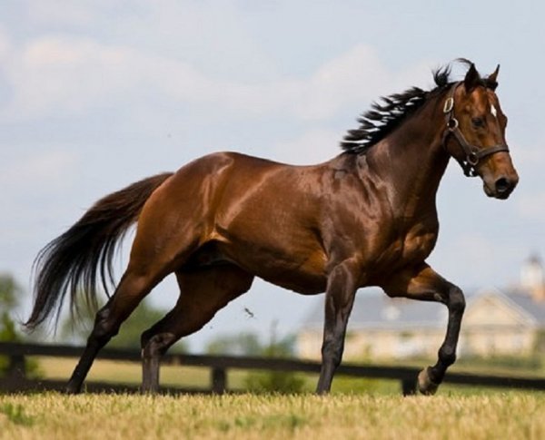 Чистокровная верховая порода лошадей