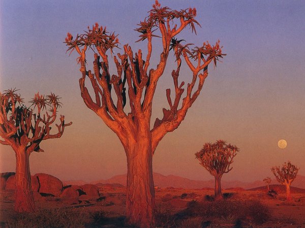 Колчанное дерево