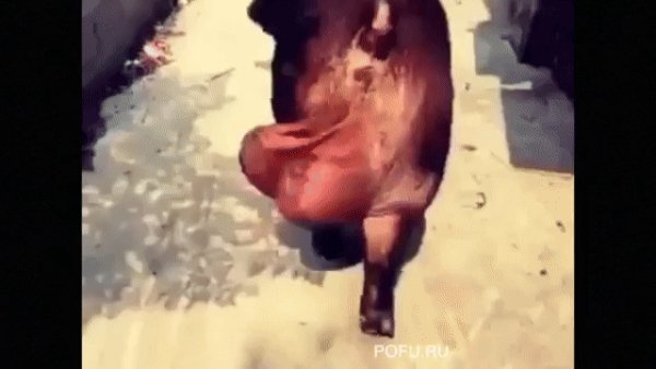 gif 1484598711
