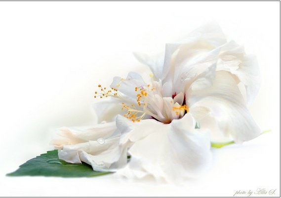 х.. знает, что за цветок