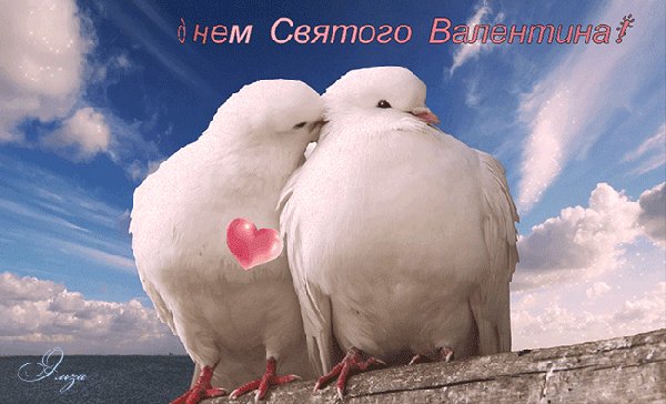 Анимированная открытка белый голубь