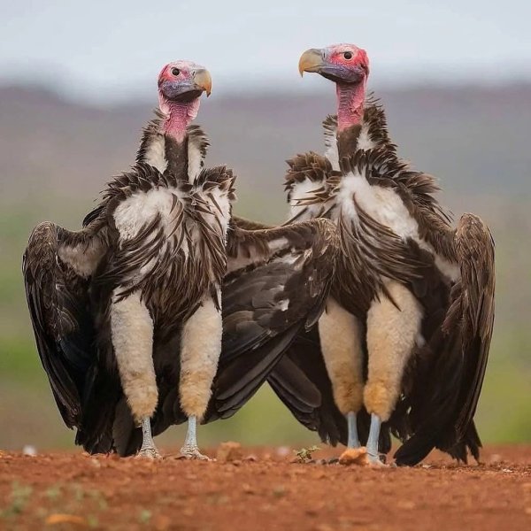 Африканский ушастый гриф Lappet-faced Vulture