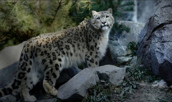 Snezhnyi-bars-koshka-dikaia-vzgliad-poza