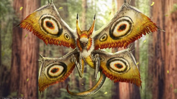 Monster-like-a-moth-wings-creative-design 1920x1080
