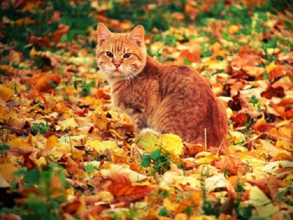 Кот и осенние листья