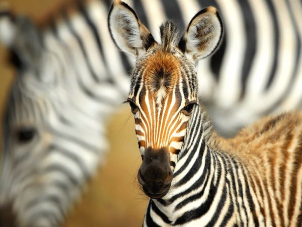 ИZebra-45
