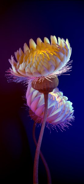 file_92531577