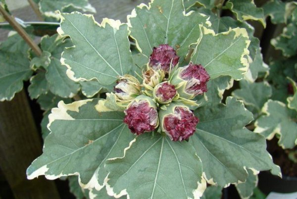 Гибискус Пурпуреус Вариегатус (Purpureus Variegatus)