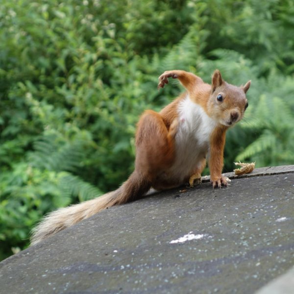 ц1606757811 belki-8