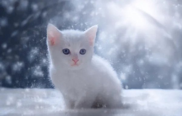 Котёнок и снег.. (3)