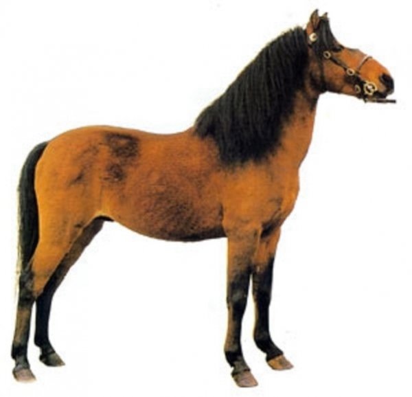 Каспийский пони (2)