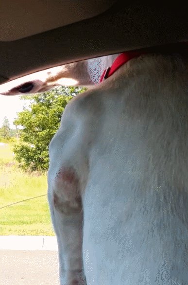 Собаки, собака