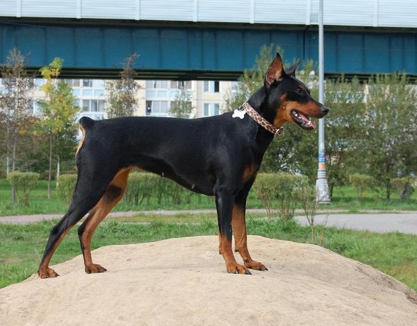 Немецкий пинчер (3)