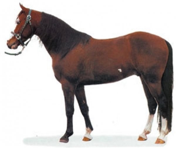 Миссурийский фокстроттер (3)