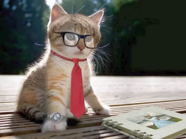 Котенок