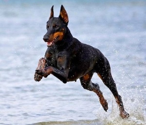 Доберман-пинчер (2)