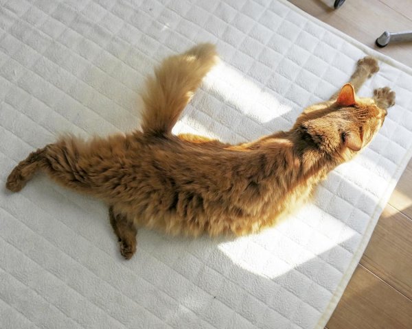 Сомалийская кошка (сомали) (4)